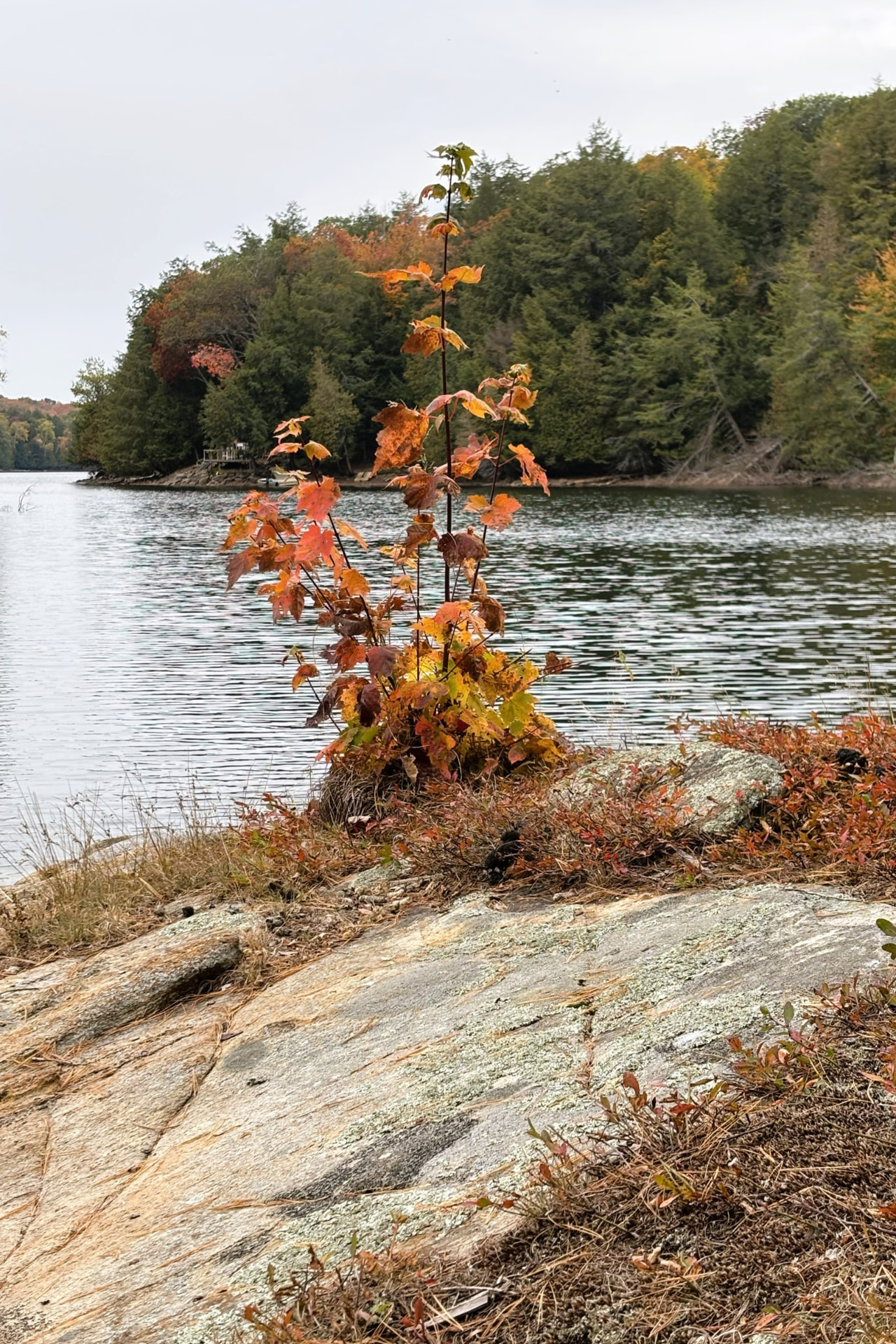 A red autumn sapling growing from granite beside a lake