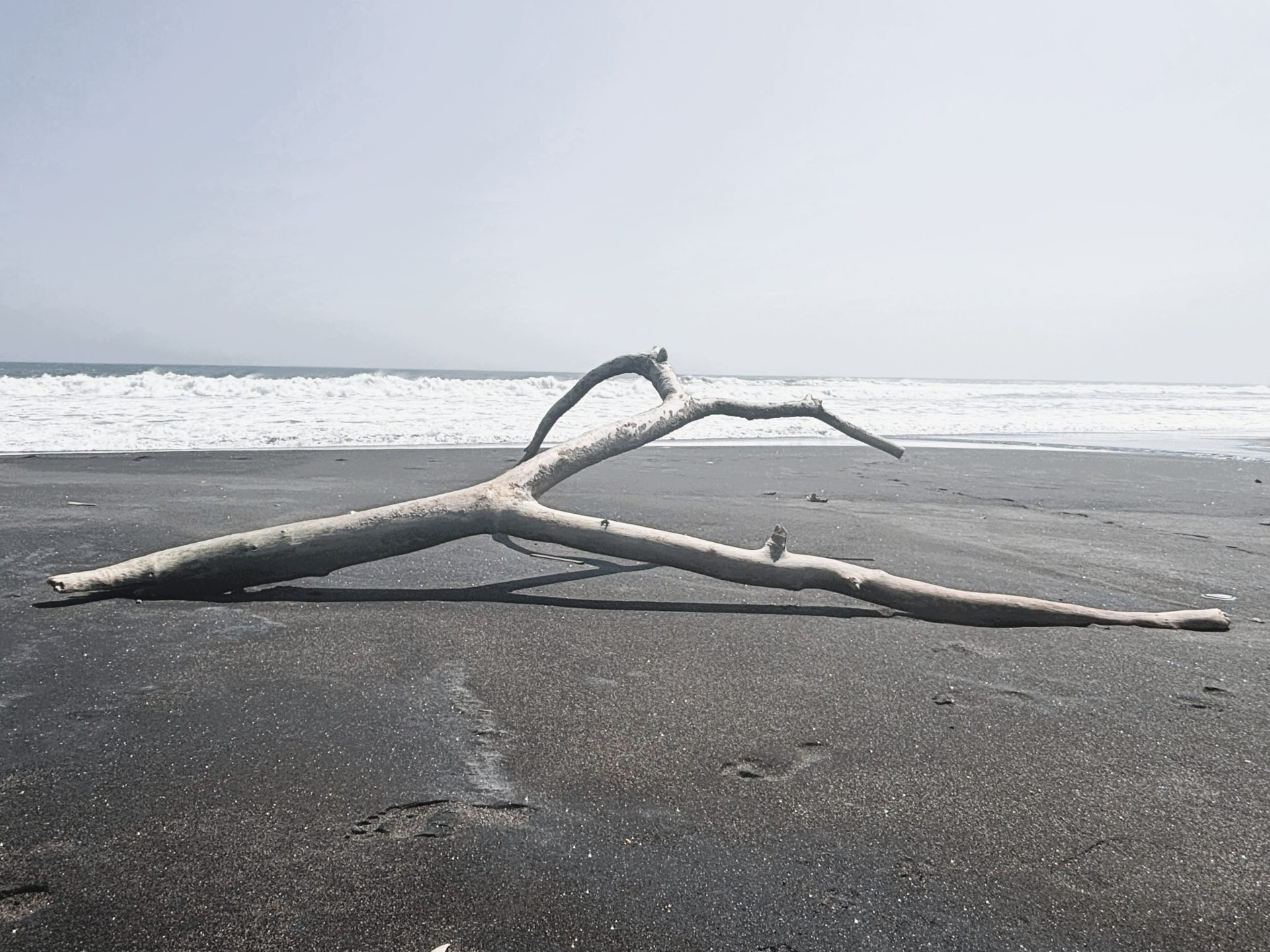 A bleached driftwood branch resting on dark sand before breaking surf