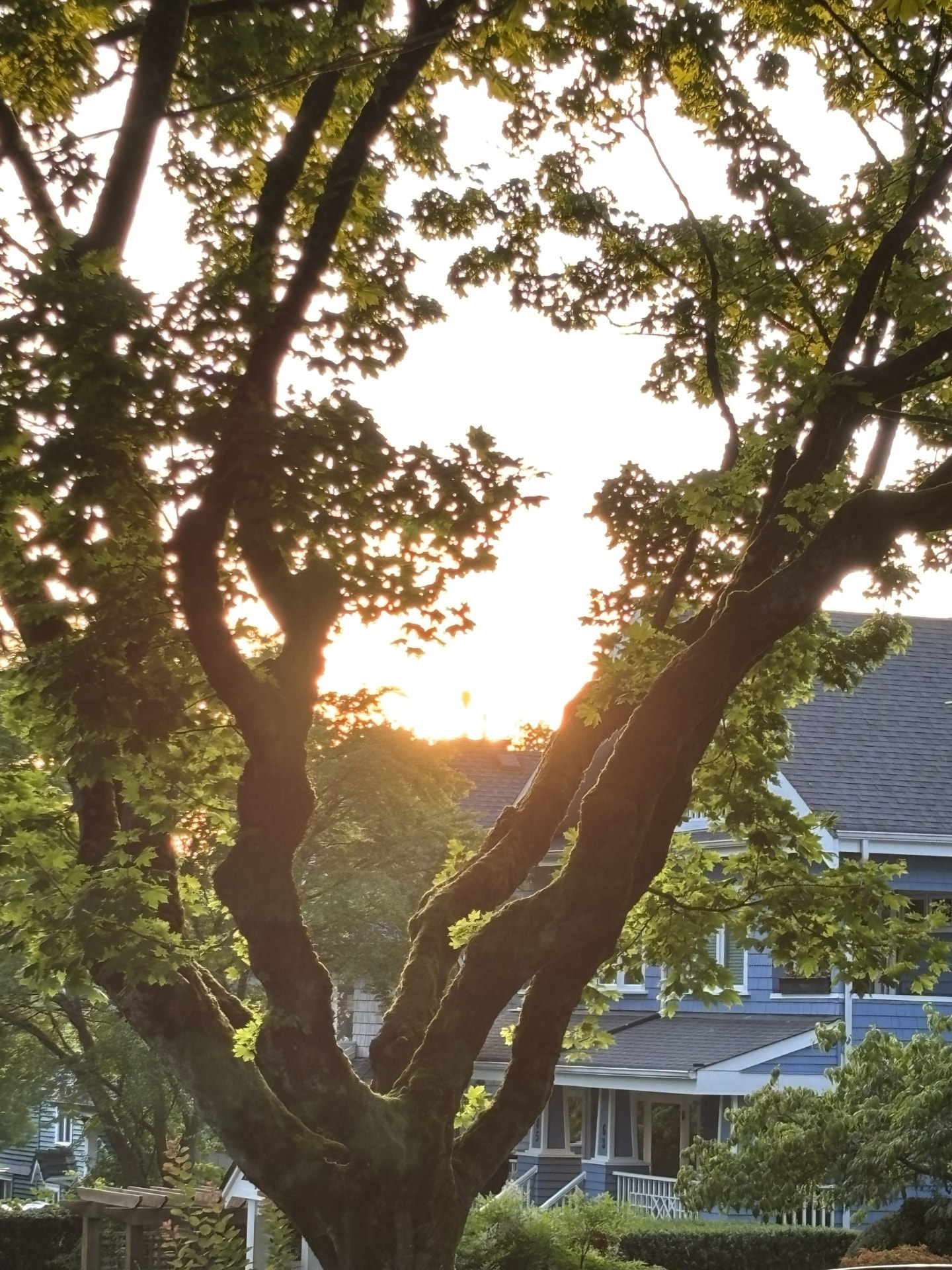 Evening sunlight glowing through the branches of a large maple tree